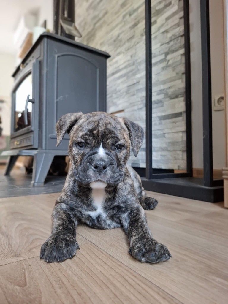 Du Royaume De Thessalie - Chiots disponibles - Bulldog continental