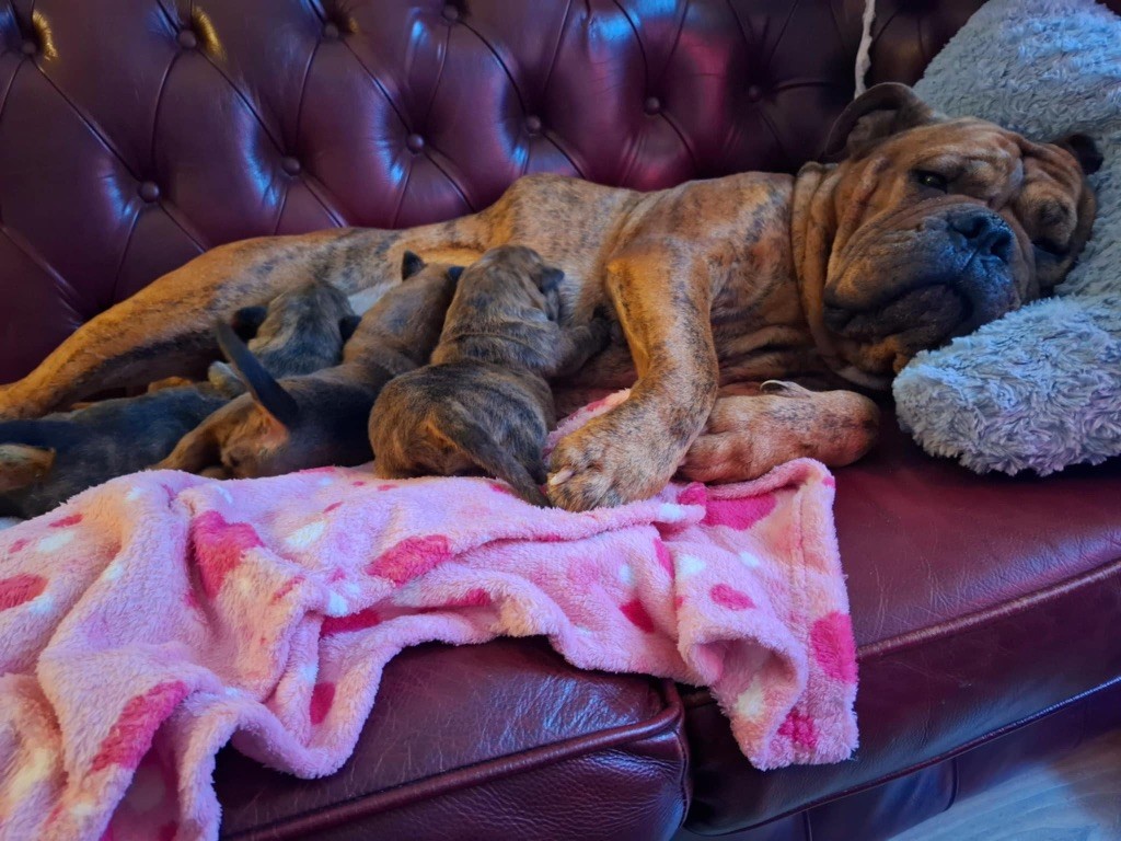 Chiot Bulldog continental Du Royaume De Thessalie