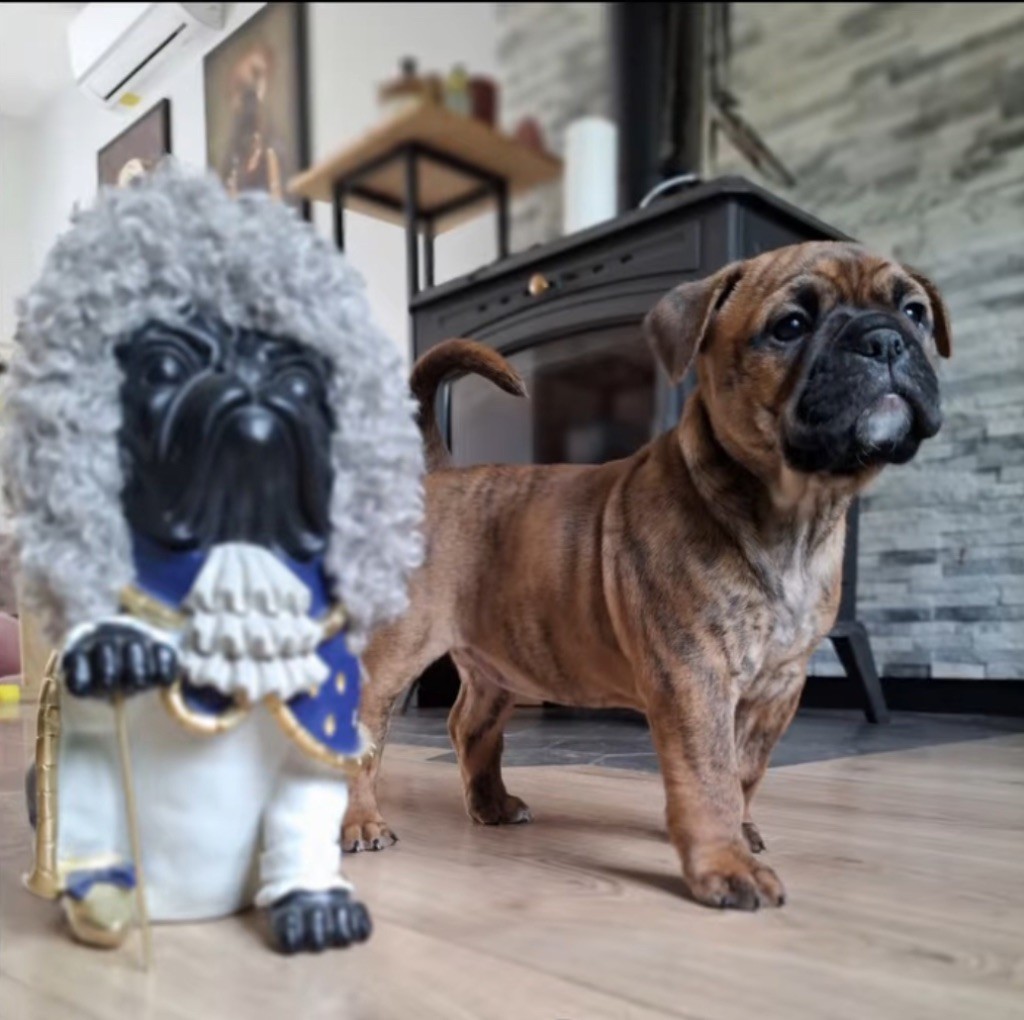 Du Royaume De Thessalie - Chiots disponibles - Bulldog continental